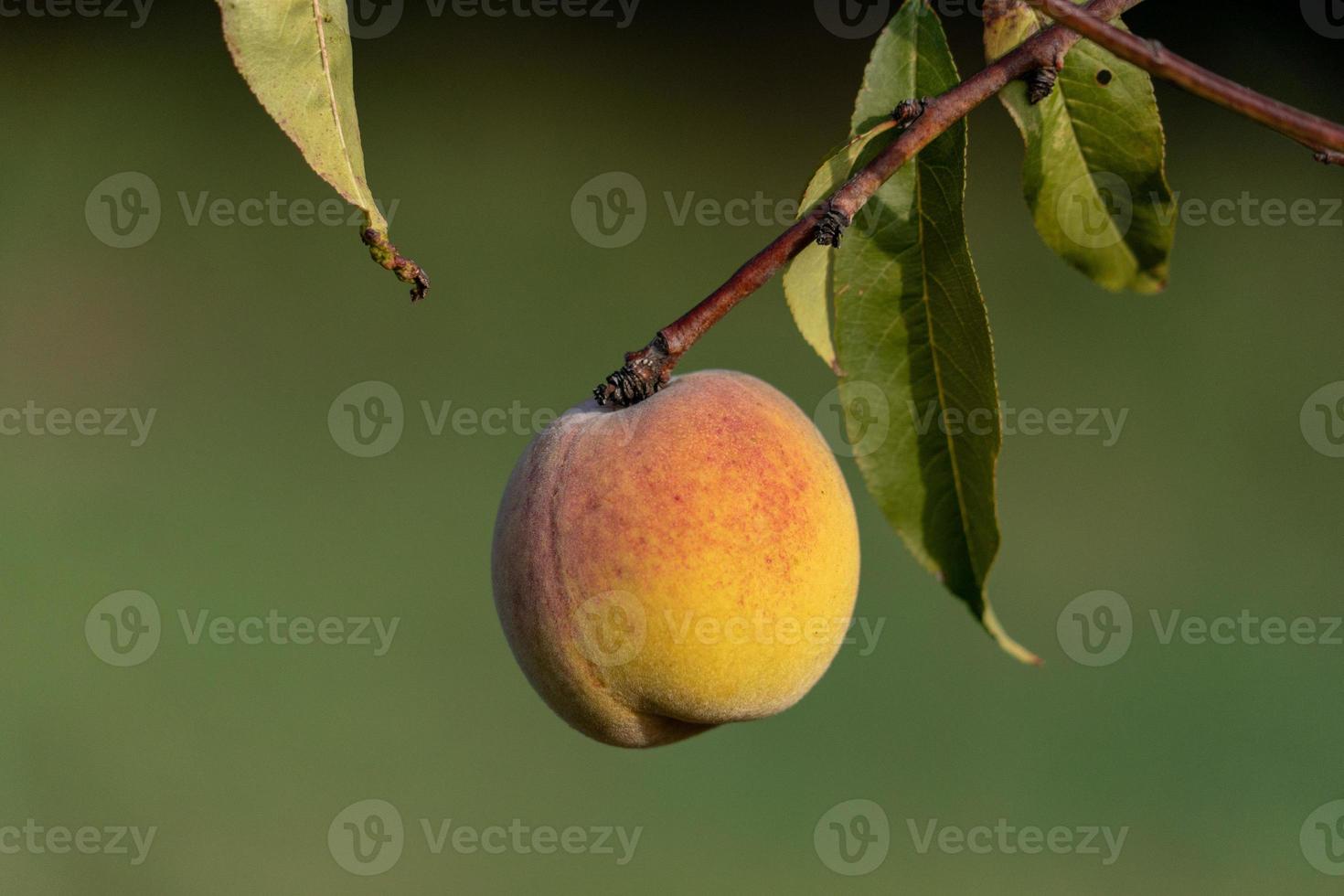 fruit de pêche suspendu à un arbre isolé sur vert photo