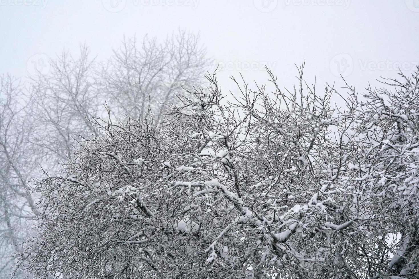 forêt pendant qu'il neige en hiver photo