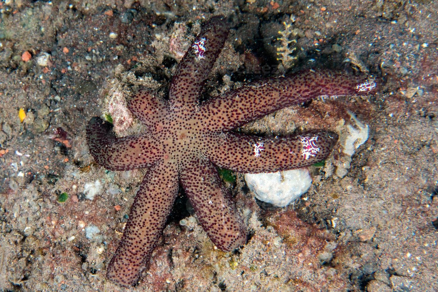 étoile de mer rose orange et noire sur le fond de sable photo