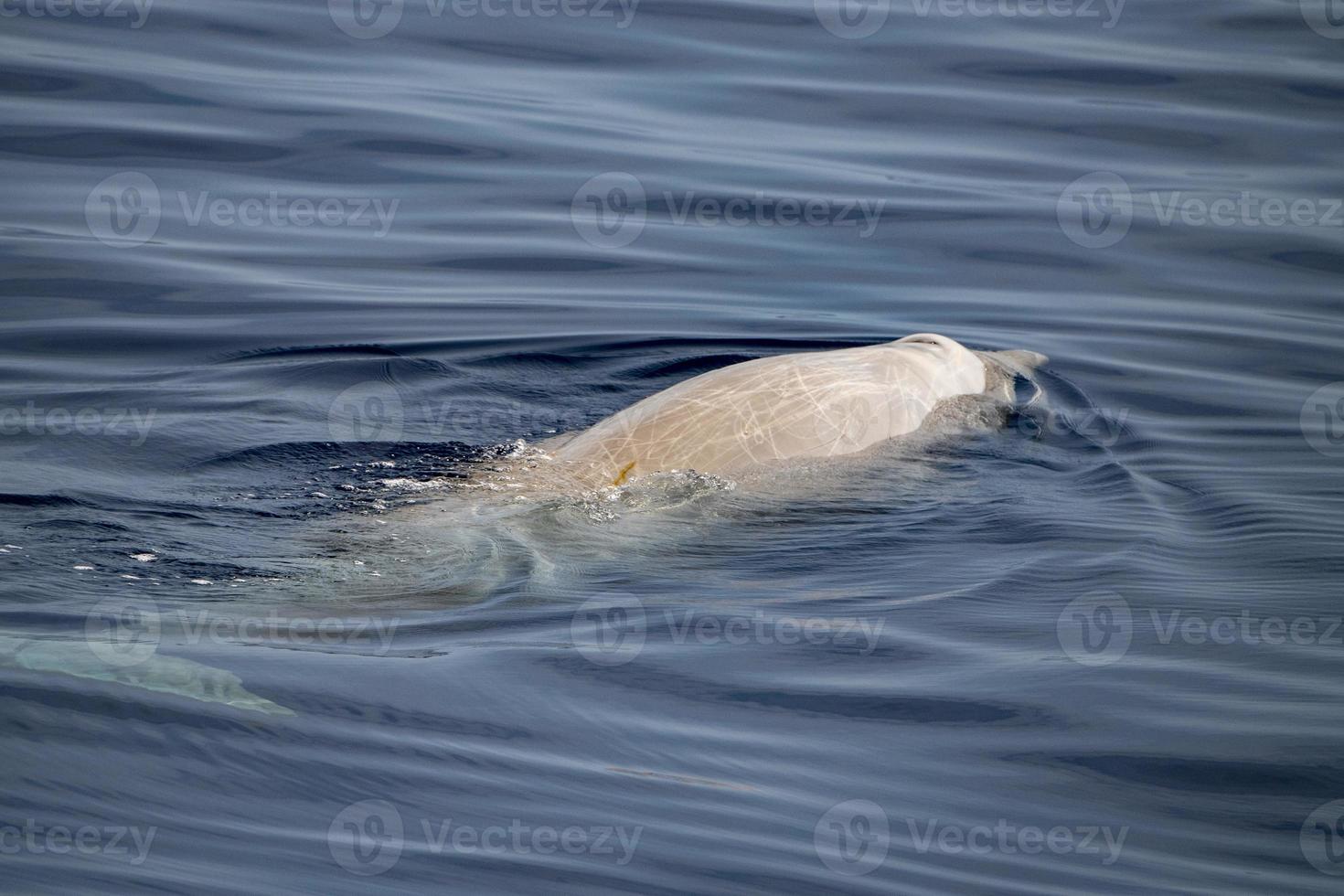 baleine à bec de cuvier sous l'eau près de la surface de la mer photo