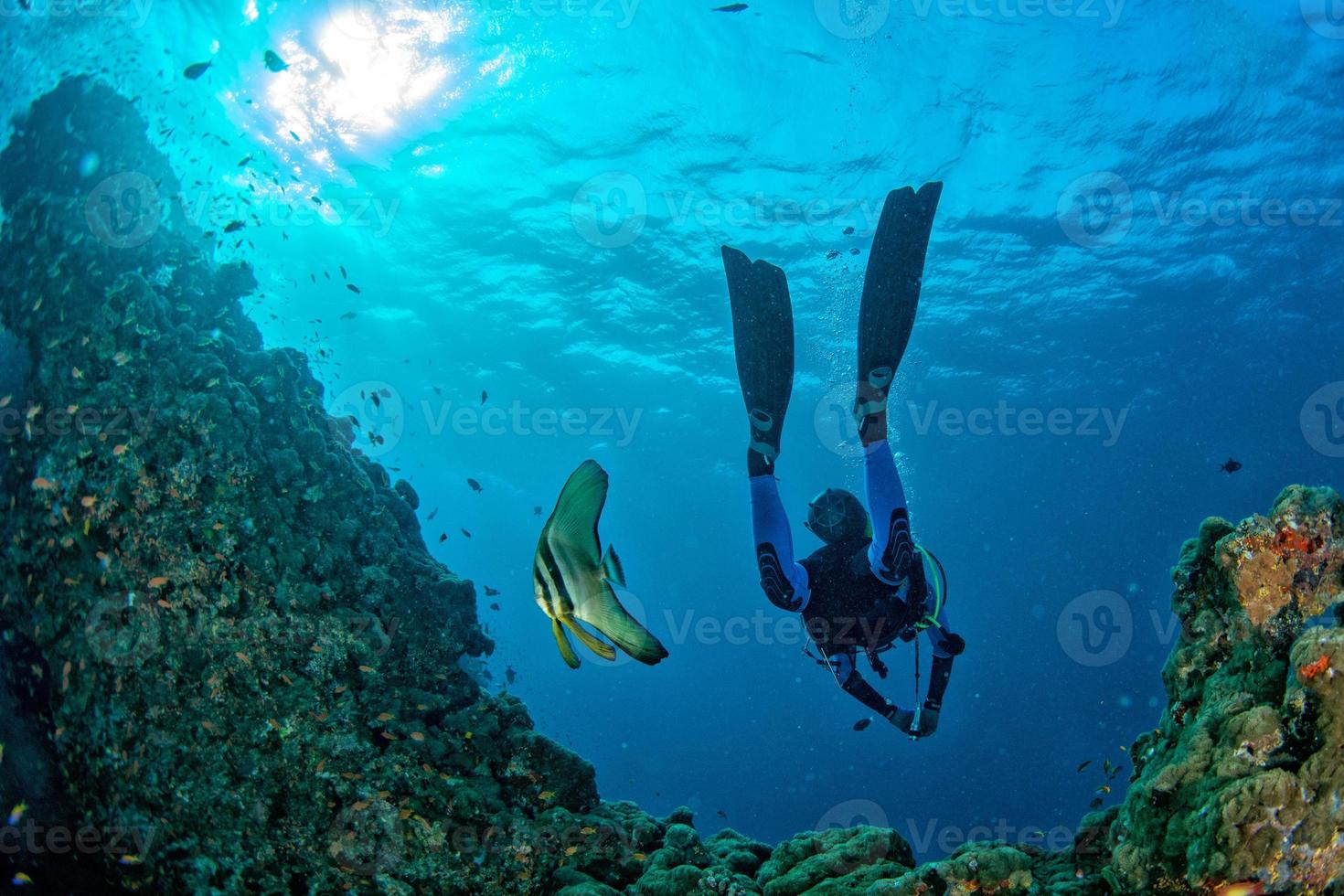 plongeur rencontre un poisson chauve-souris sous l'eau photo