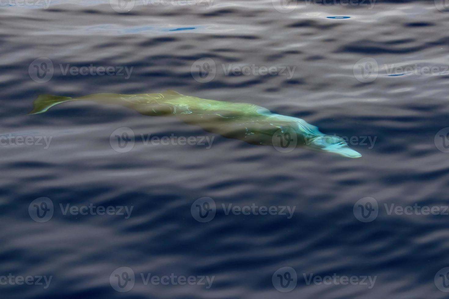 baleine à bec de cuvier sous l'eau près de la surface de la mer photo