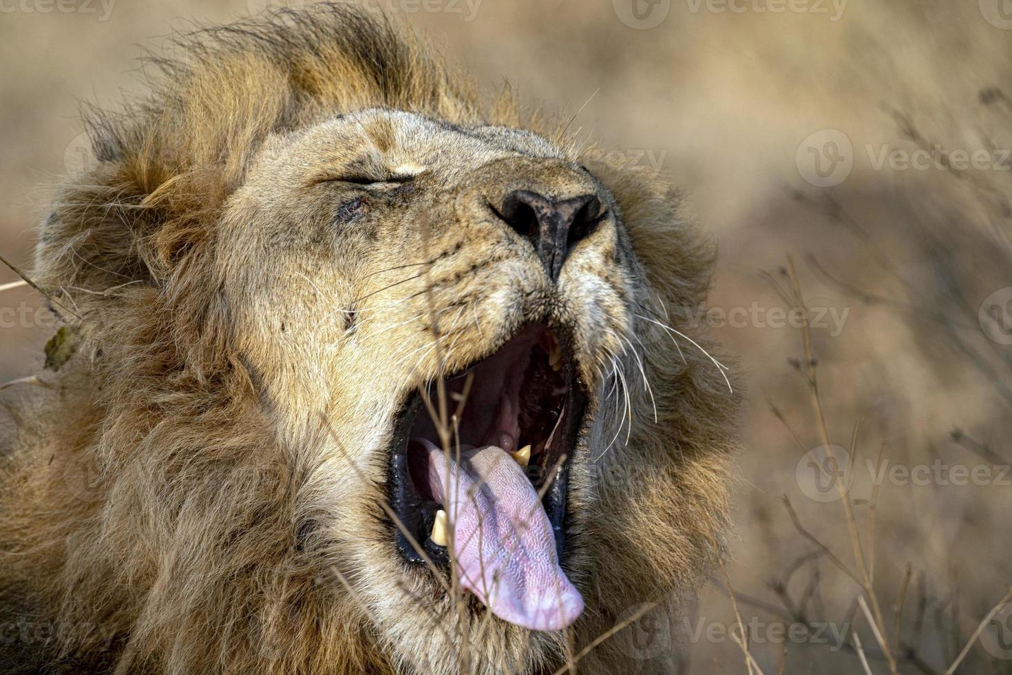 Lion mâle rugissant dans le parc Kruger en Afrique du Sud photo
