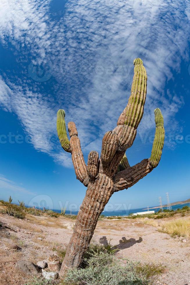 gros plan de cactus géant du désert de californie photo