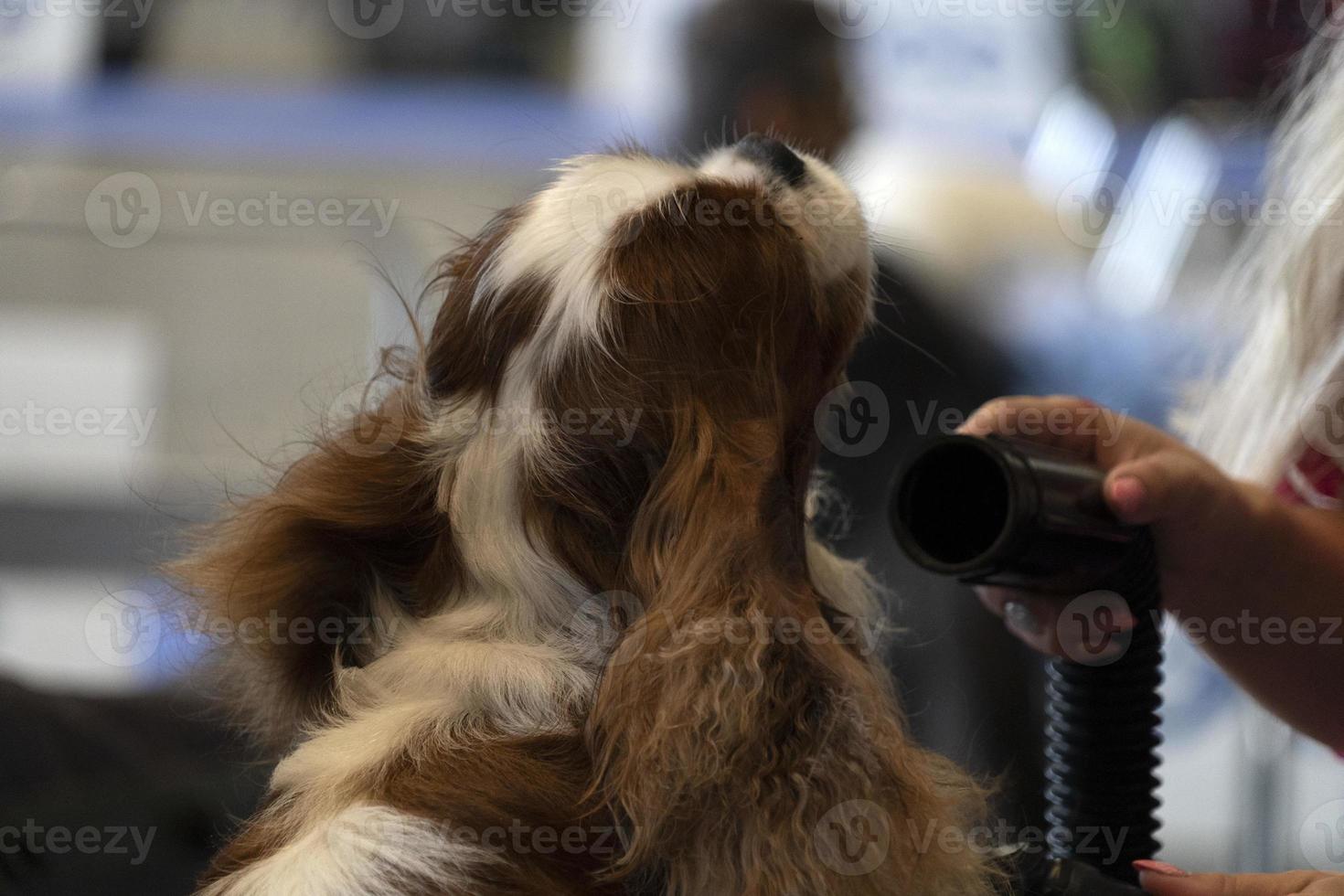 chevalier roi chien près d'être peigné photo