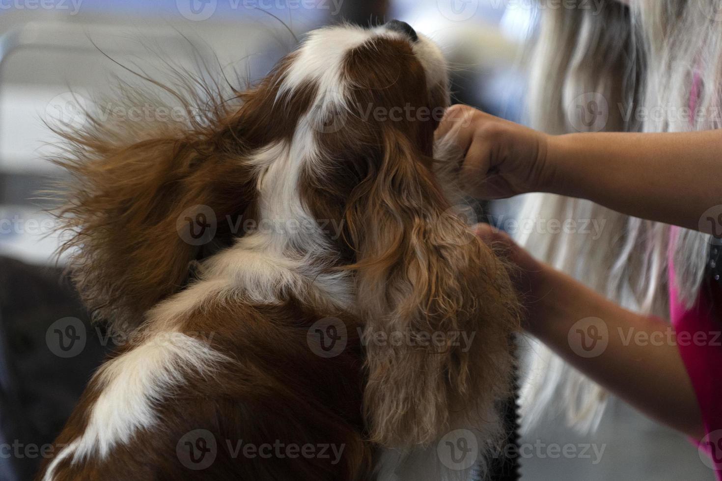 chevalier roi chien près d'être peigné photo