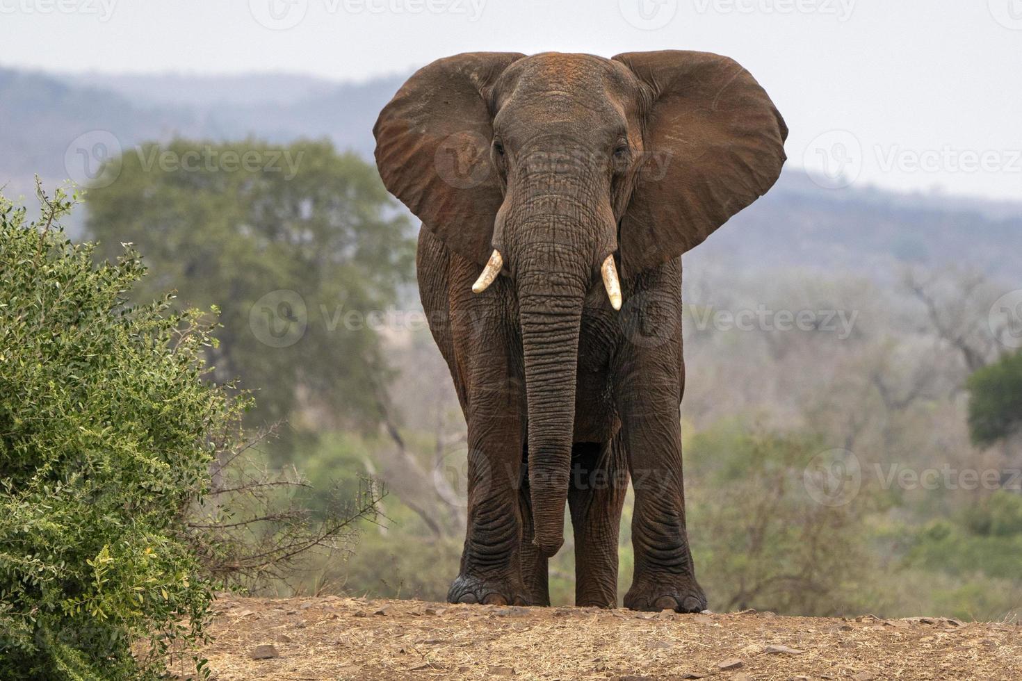 grand éléphant dans le parc kruger afrique du sud photo