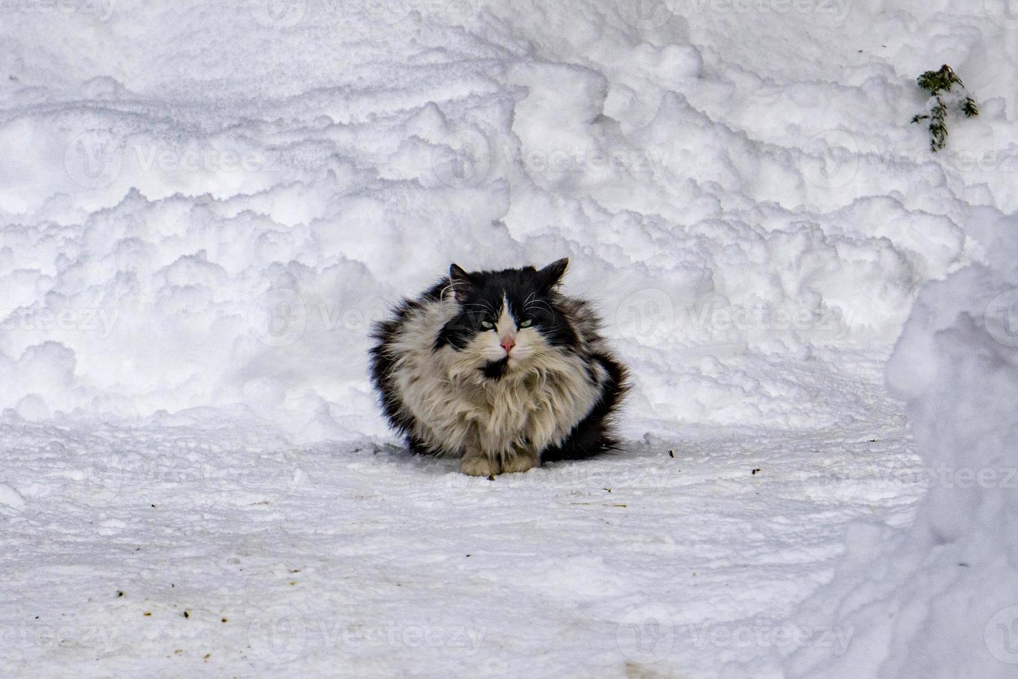 portrait de chat sur fond de neige photo