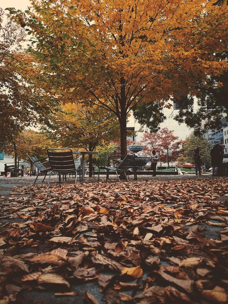 Banc en bois brun sous un arbre brun photo