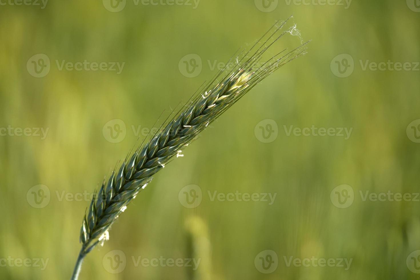 Détail du champ de blé vert en pleine croissance photo