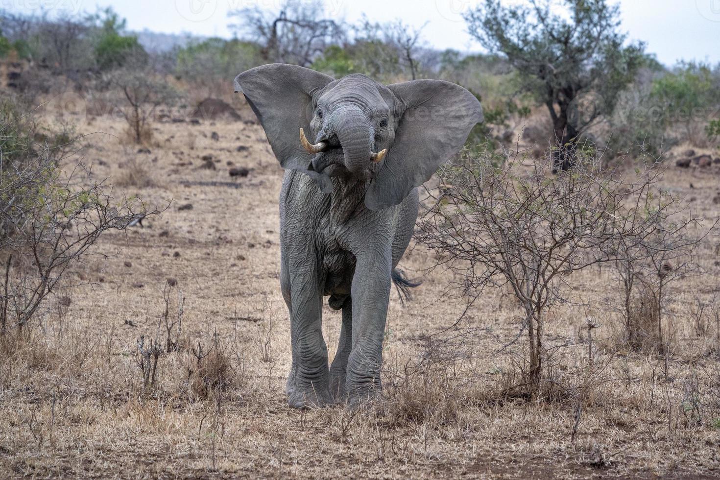 Éléphant à oreilles ouvertes dans le parc Kruger en Afrique du Sud prêt à charger photo
