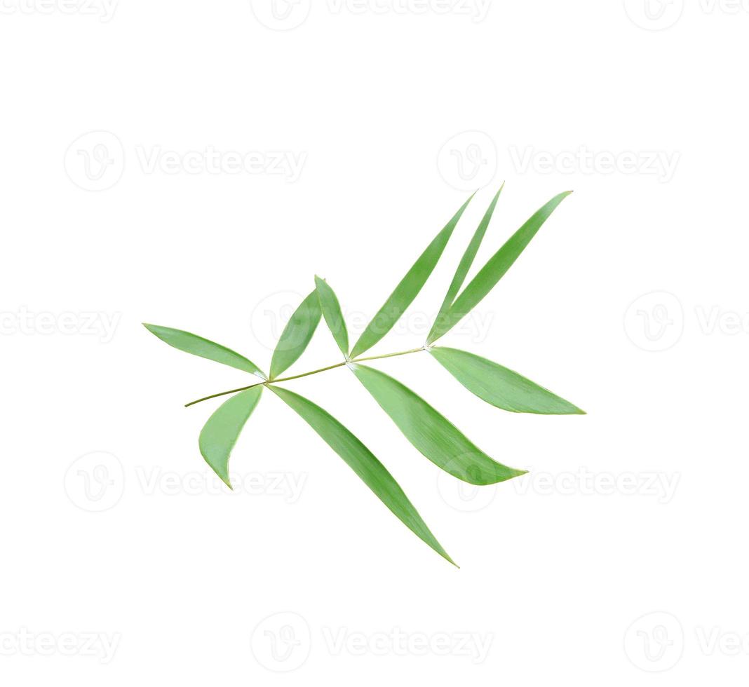 feuille verte de palmier isolé sur fond blanc photo