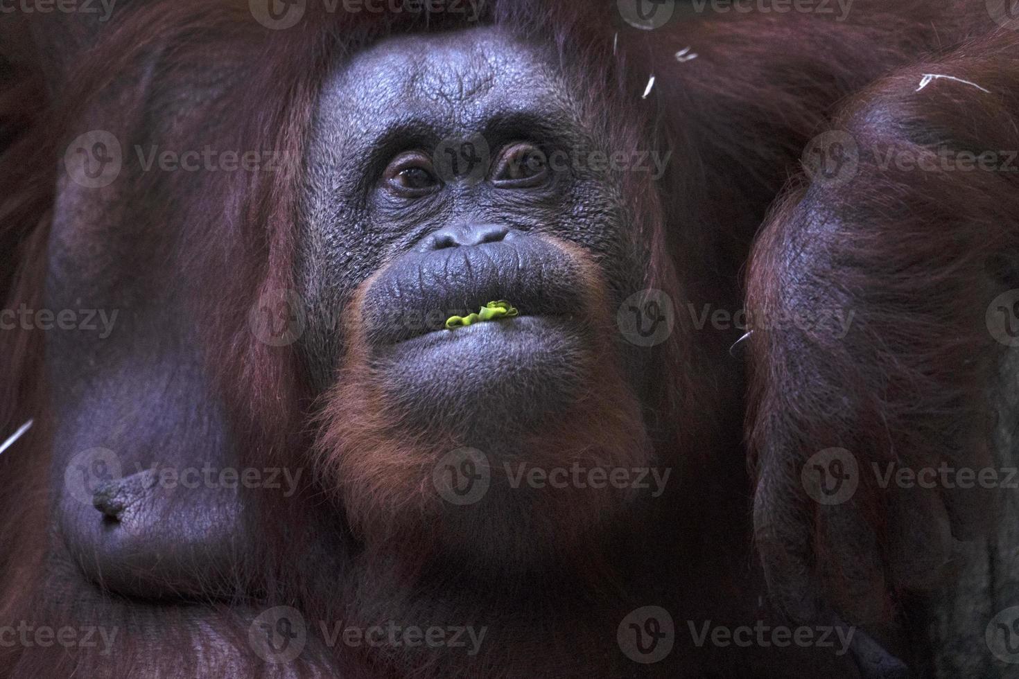 singe orang-outan gros plan portrait en mangeant photo