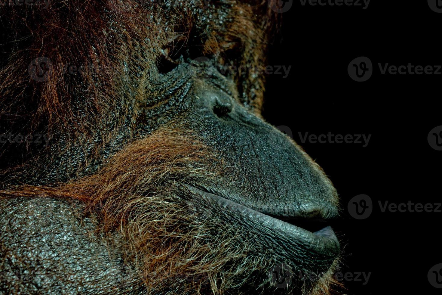 portrait de visage d'orang-outan photo