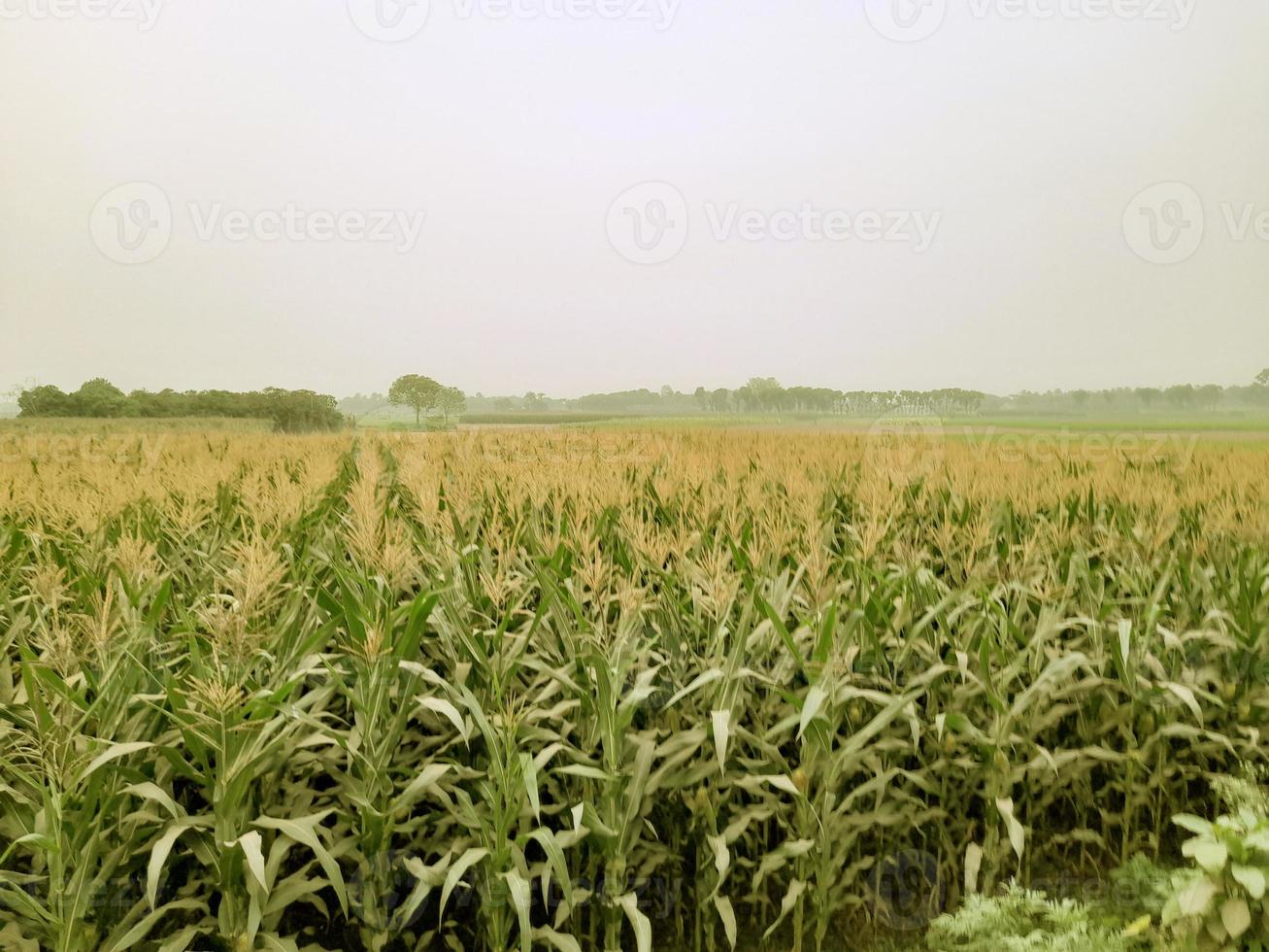 paysage avec beau champ de maïs, belle nature photo