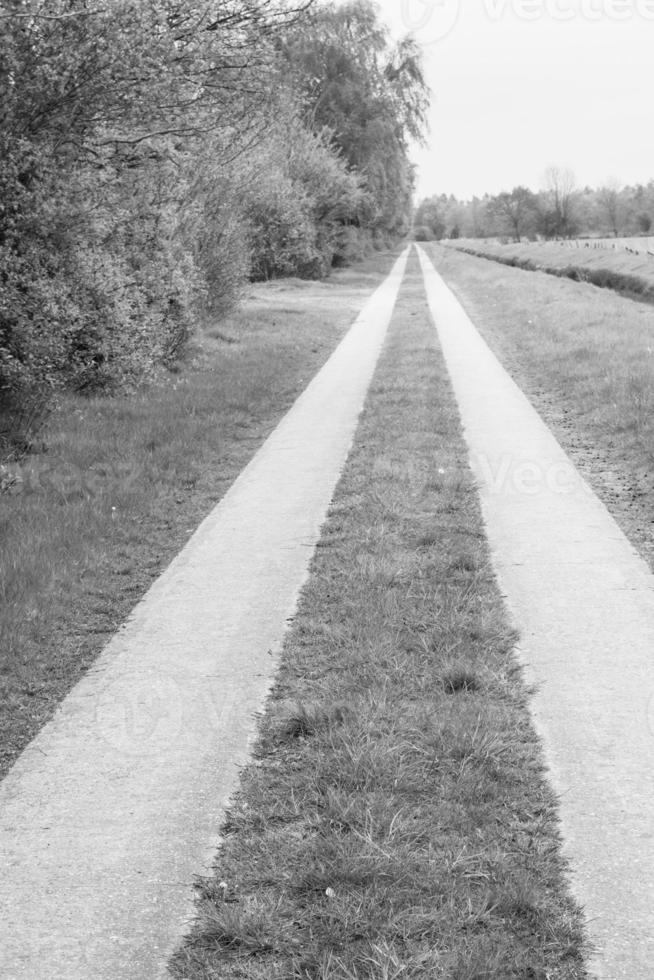 photo en niveaux de gris d'un chemin dans les bois