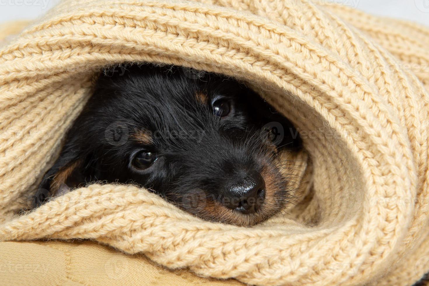 un très jeune chiot d'un teckel à poil dur dort sur un lit sous une couverture. photo