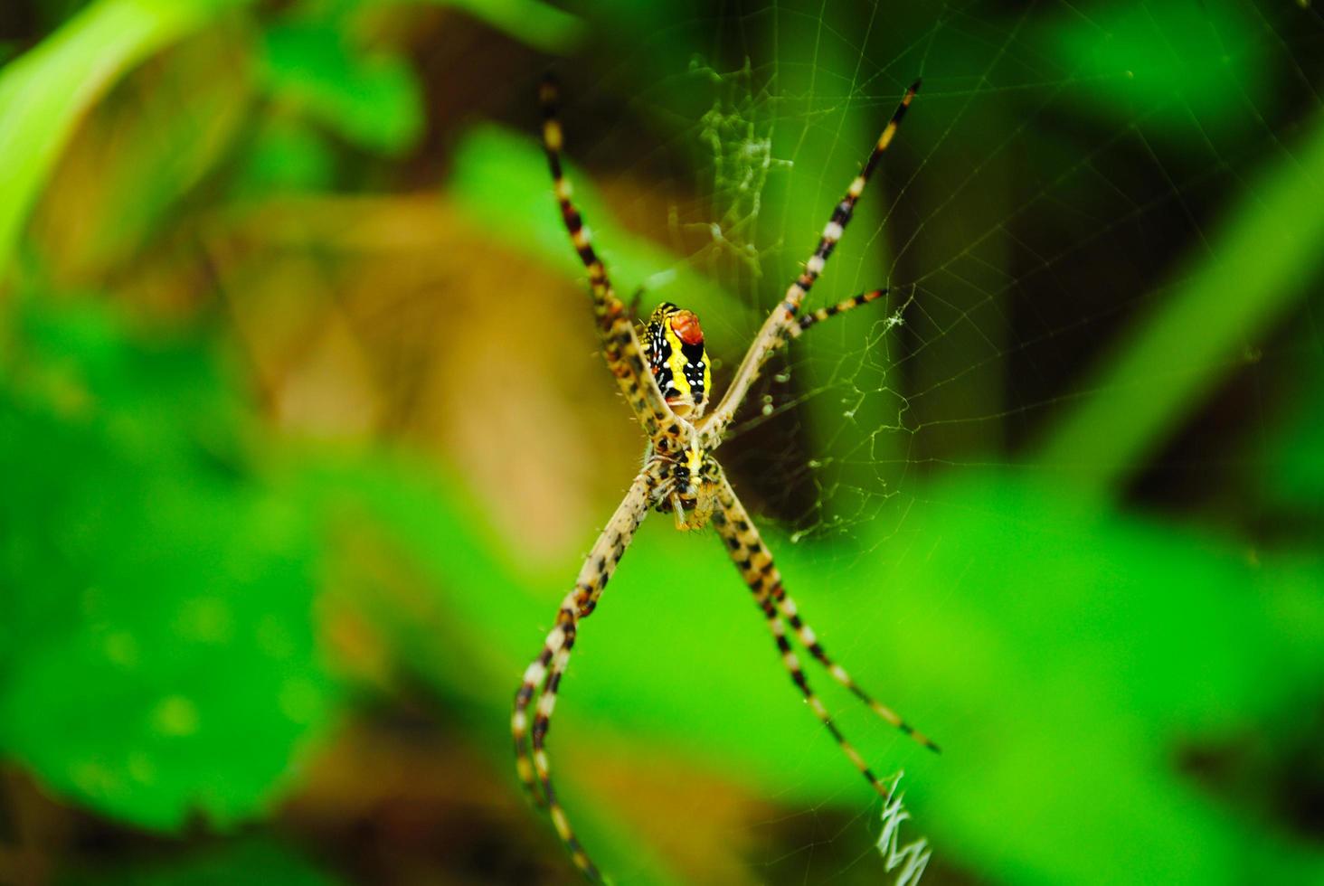 araignées nichant dans le jardin photo