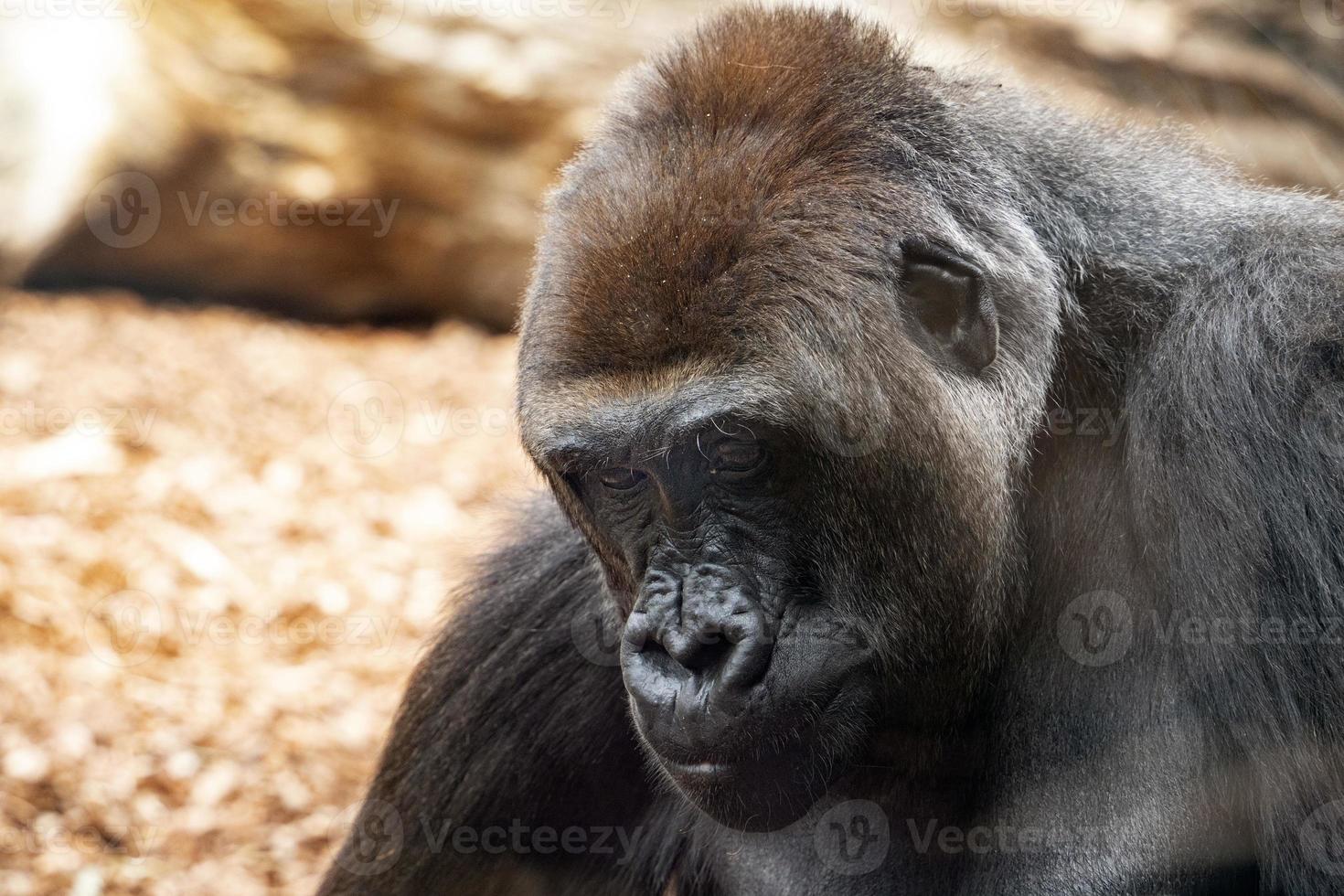 gorille singe mopnkey mammifère portrait photo