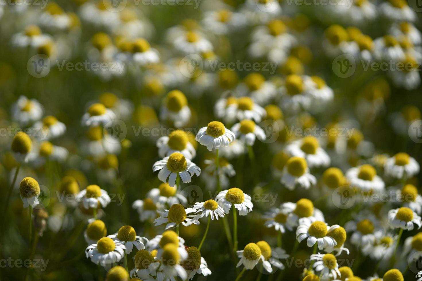 champ de fleurs de camomille photo