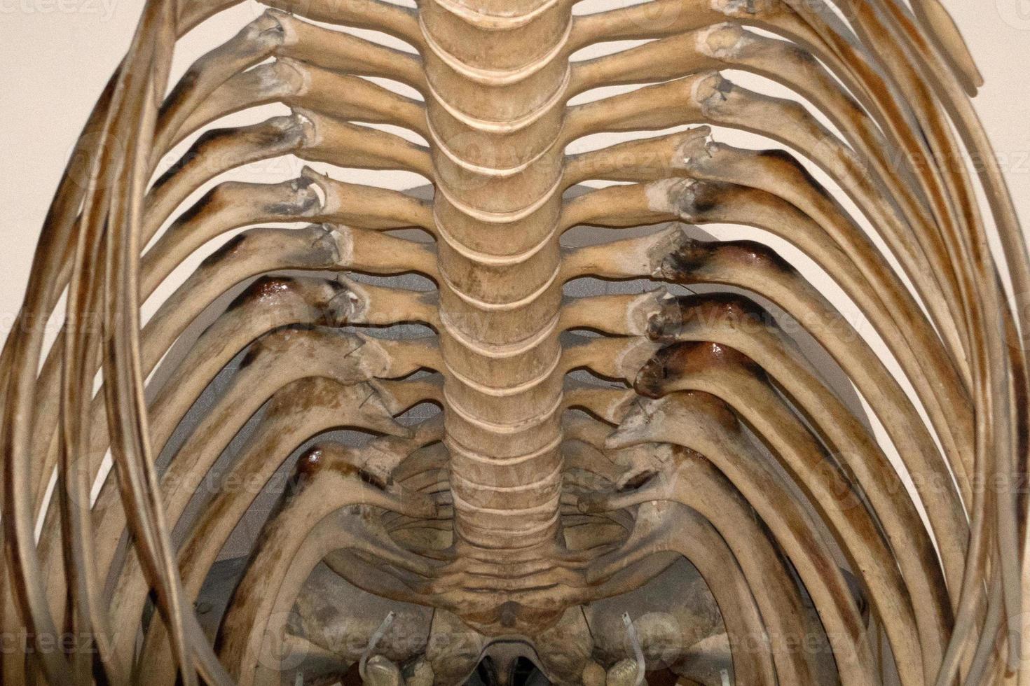 squelette de rorqual commun espèce en voie de disparition photo