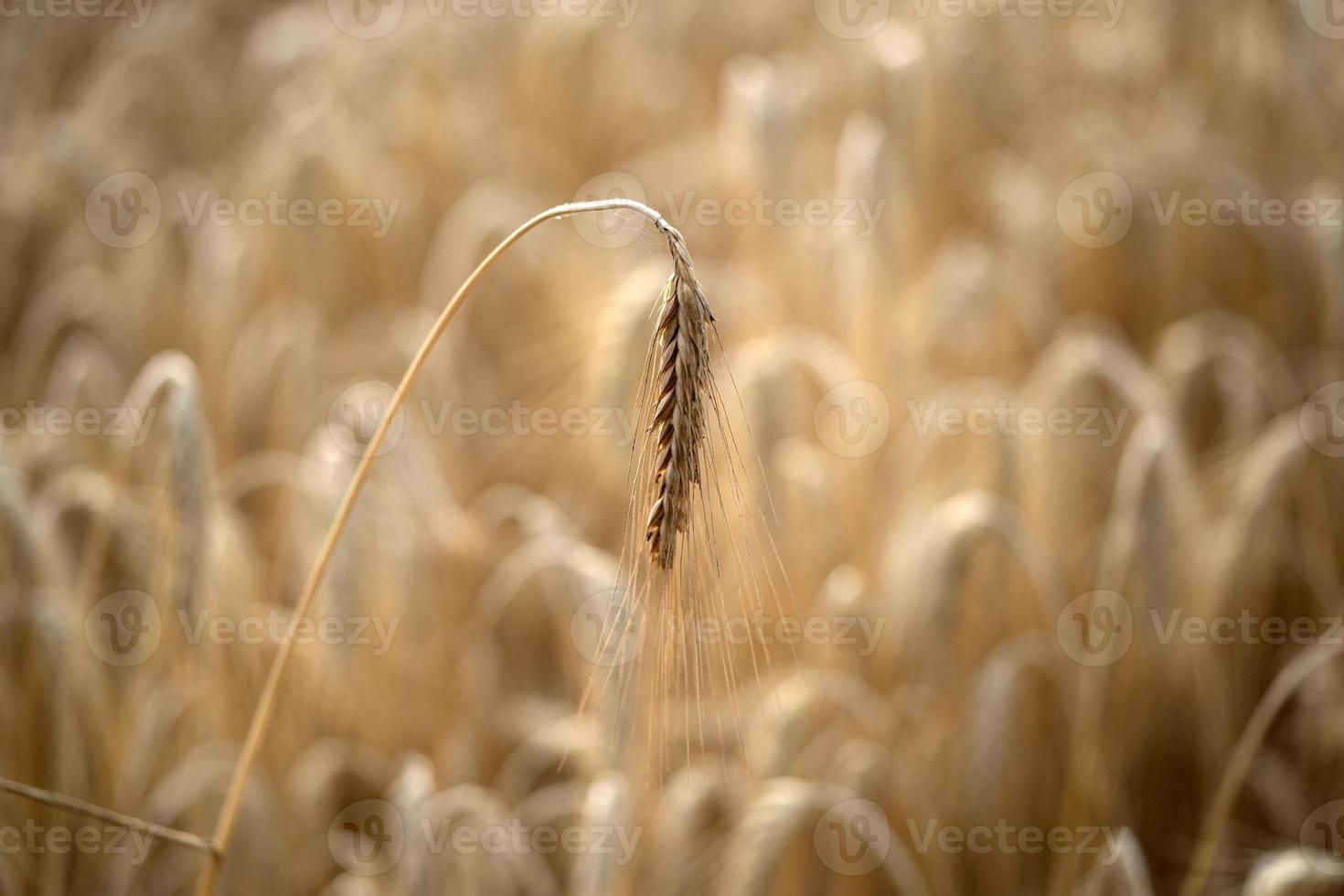 champ de blé à grains mûrs prêt à être récolté photo