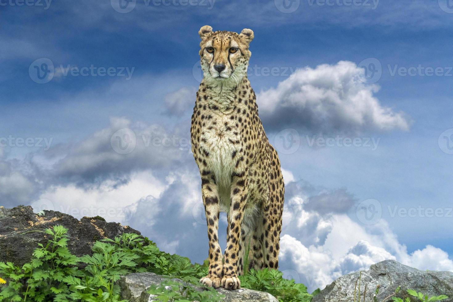 portrait de guépard léopard photo