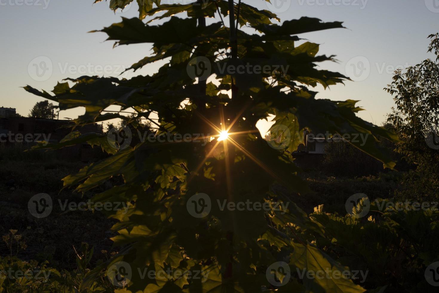 le soleil brille à travers la plante au coucher du soleil. détails de la nature. peu de soleil dans les fourrés. photo