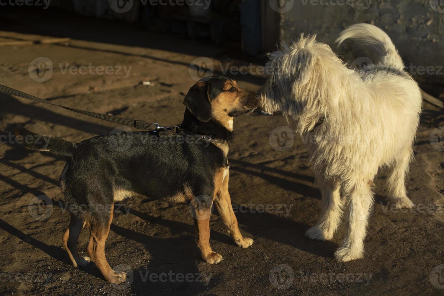 les chiens se rencontrent dans la rue. les animaux domestiques se reniflent. animaux de races différentes. photo