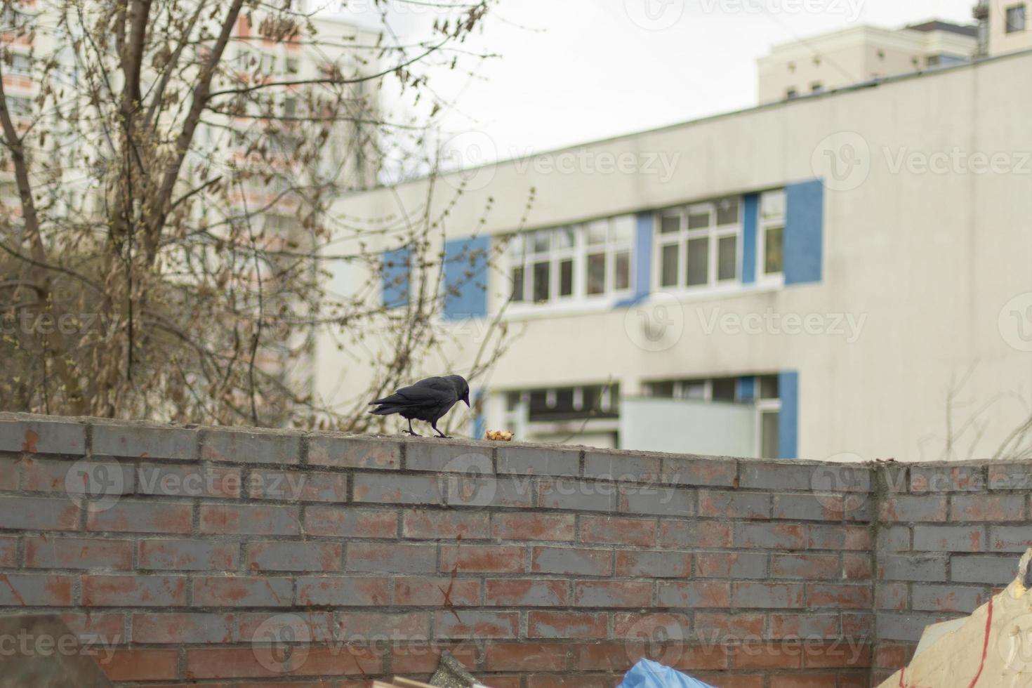 l'oiseau marche sur la clôture. choucas à la poubelle. photo