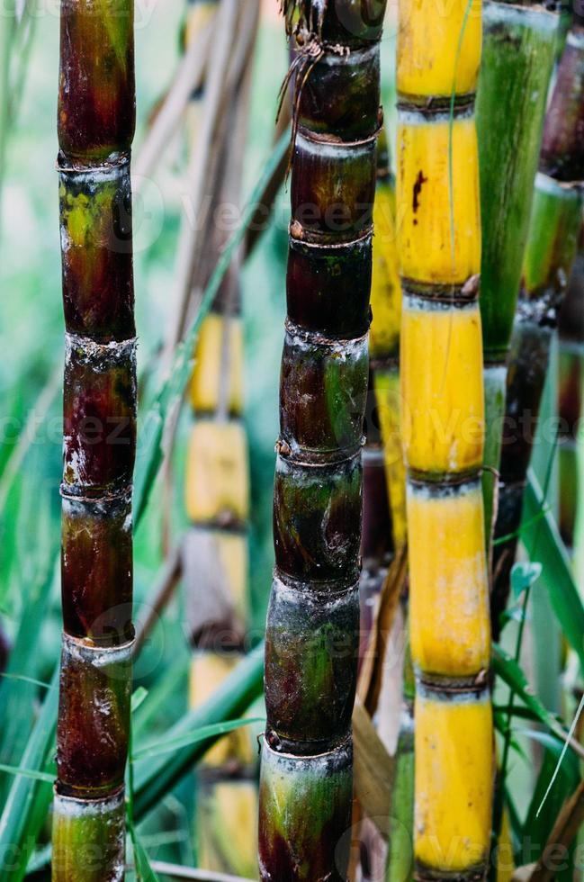 gros plan sur la canne à sucre, la canne à sucre fraîche pour extraire le jus photo