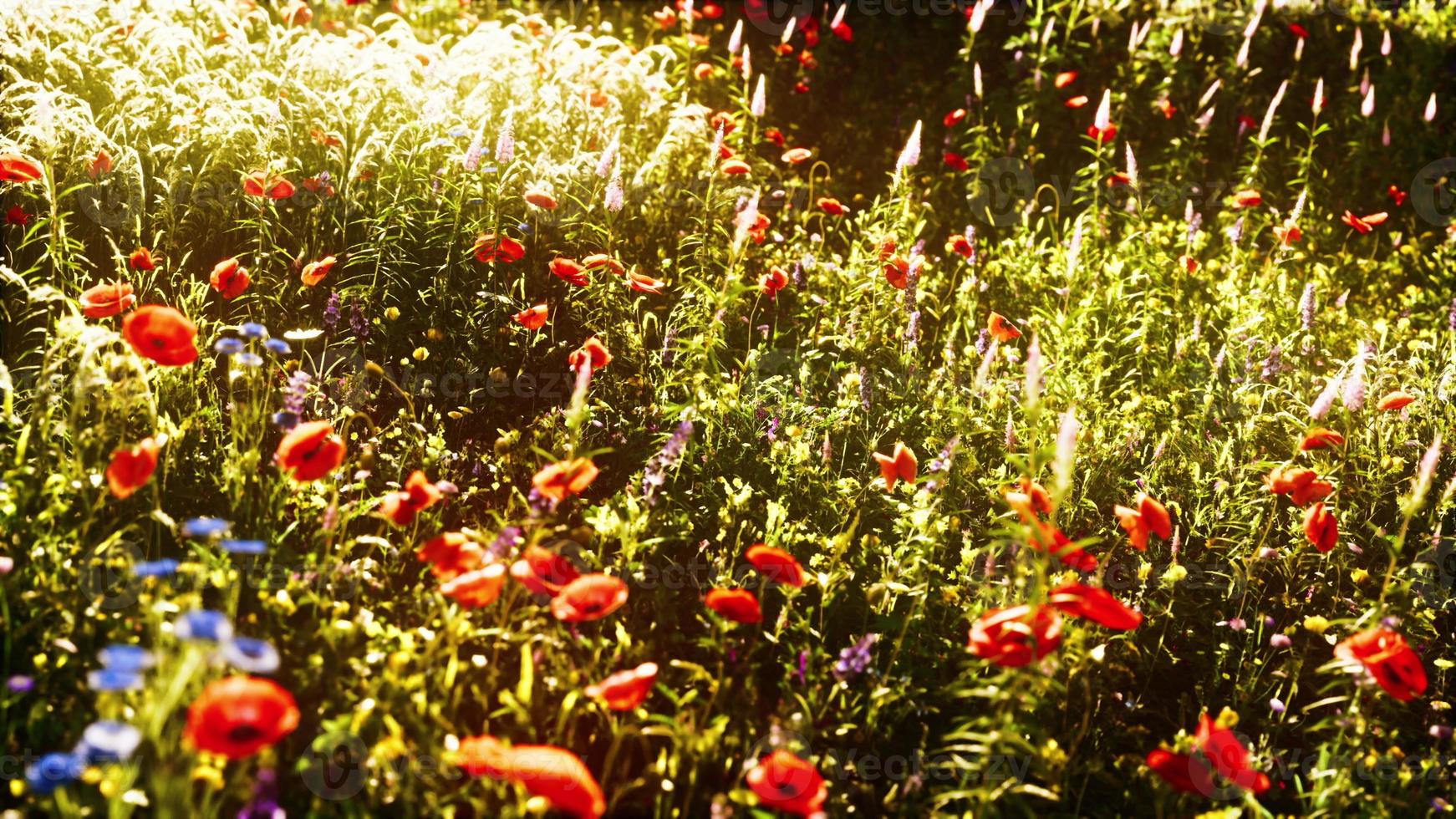 belle journée ensoleillée à la campagne photo