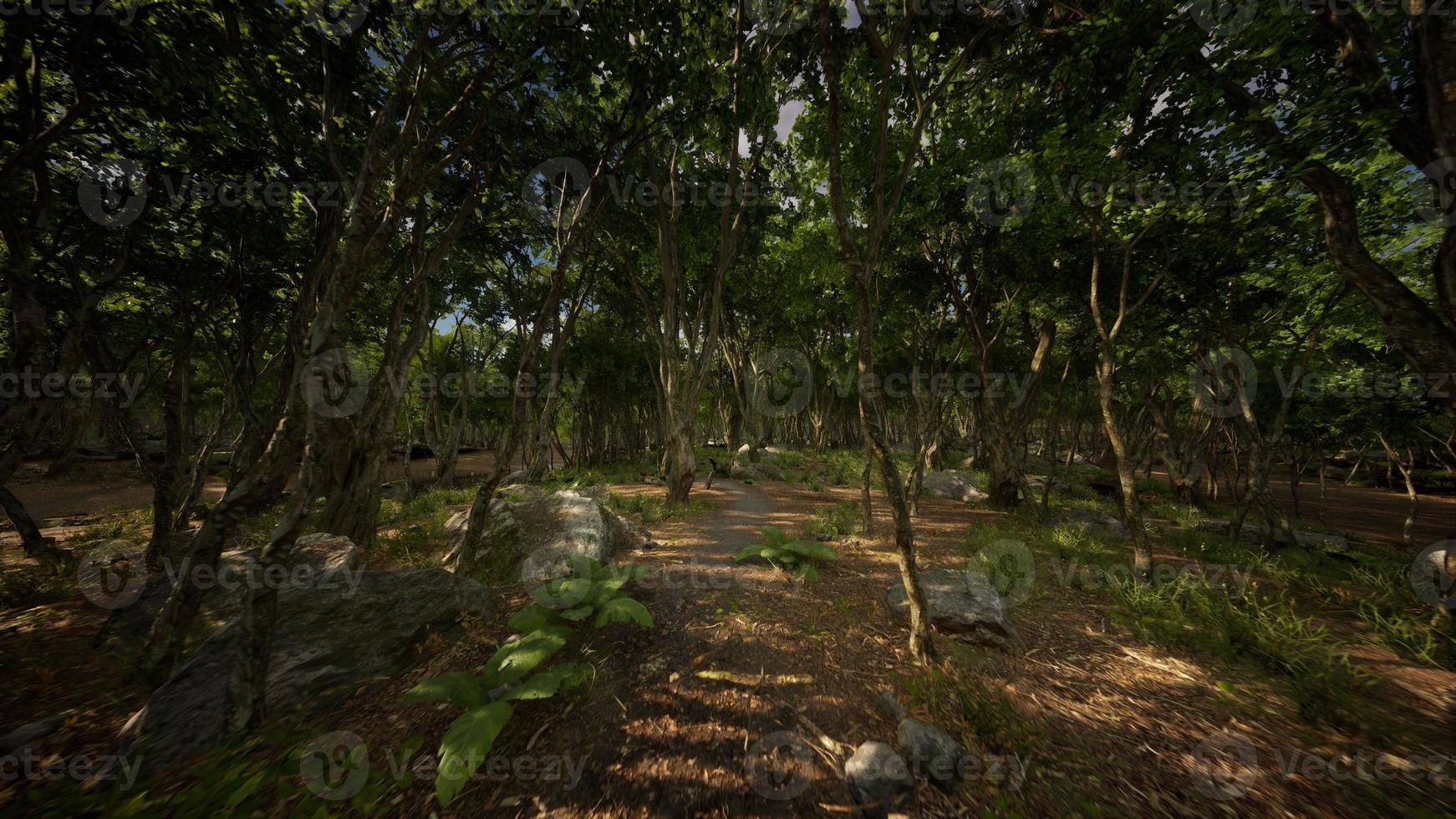 forêt dans l'obscurité avec de l'herbe et des rochers photo