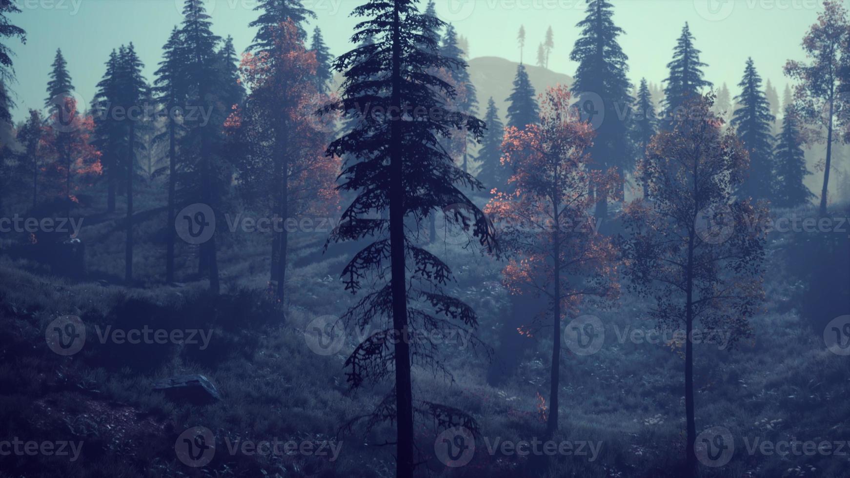 sapins à feuilles persistantes avec cônes, sommets des montagnes des alpes françaises photo