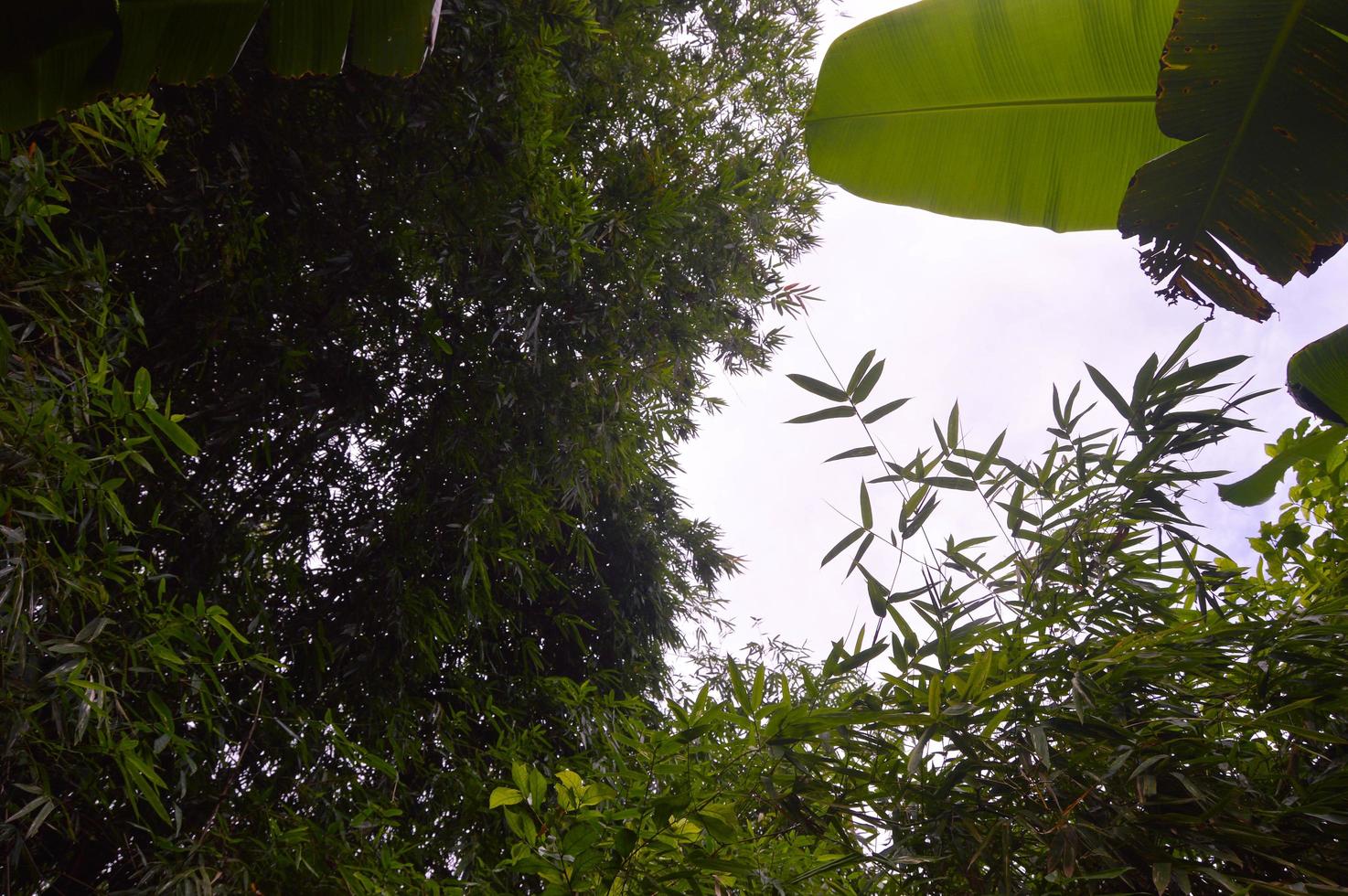 silhouette de feuilles de bambou denses photo