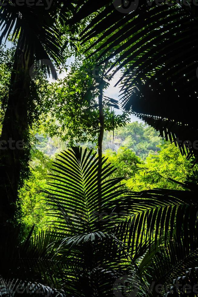 Paysage de grotte et arbre hup pa tat, uthai thani, Thaïlande photo