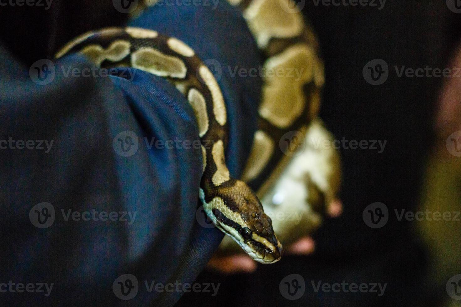 gros serpent recroquevillé dans un rocher. yeux regardant quelque chose dans la zone sombre. photo