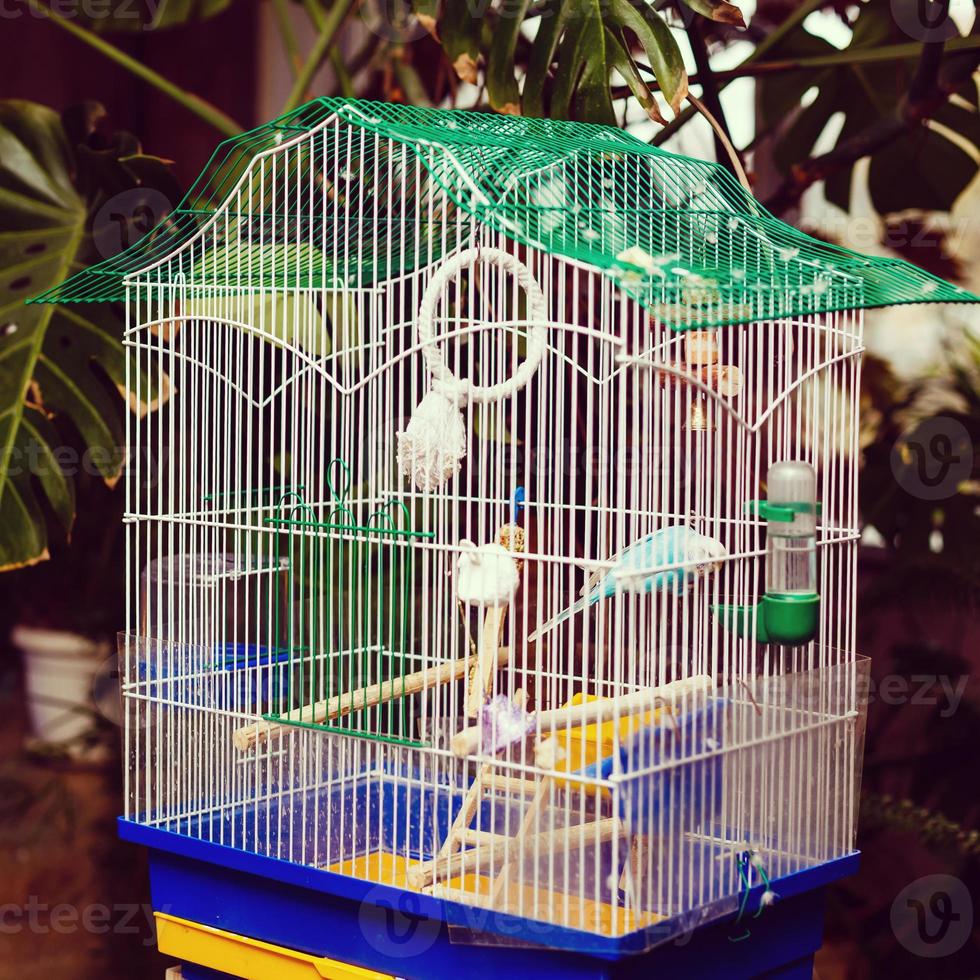 perroquets verts en cage photo