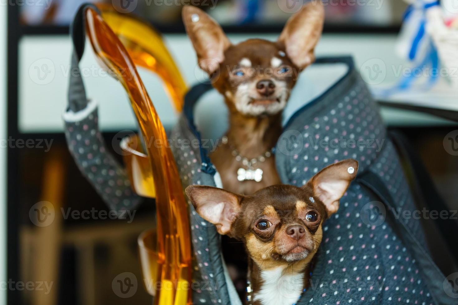 deux chiots chihuahua assis dans la poche d'un sac à dos en toile hipster avec des grimaces et regardant de différentes manières. les chiens voyagent. confortable se détendre. animaux de compagnie en vacances. famille d'animaux couché ensemble à la maison photo