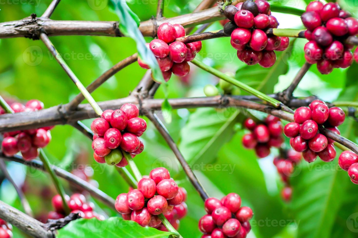 plants de café mûrs prêts à être récoltés. photo