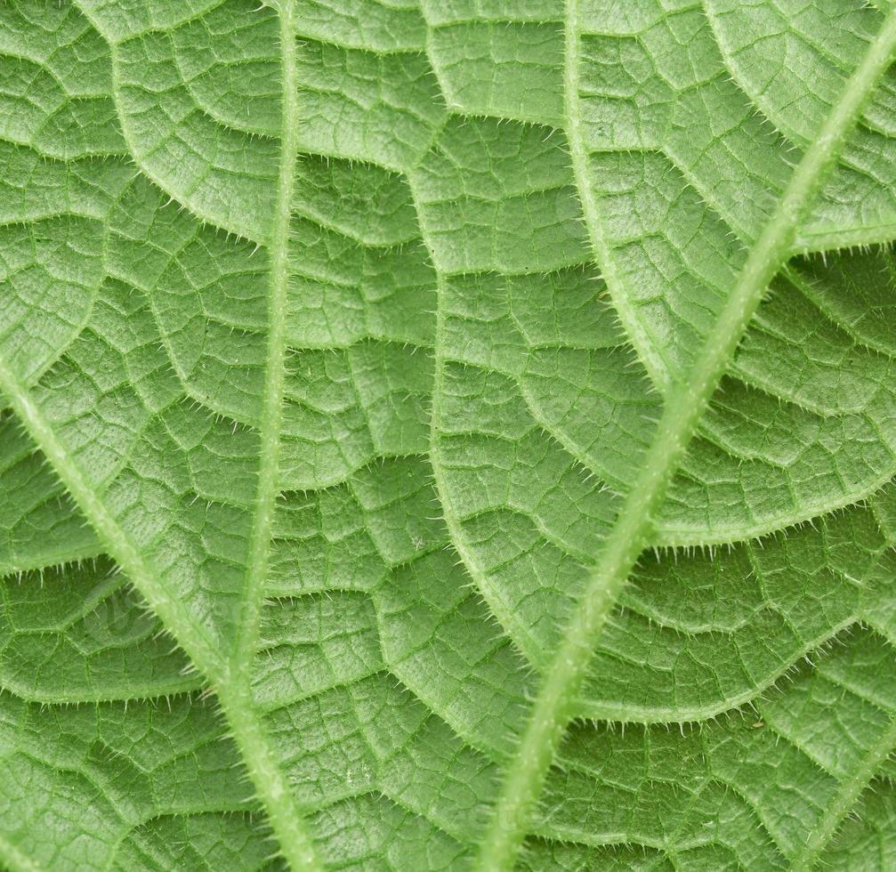 texture de feuille de concombre vert sur le dos photo