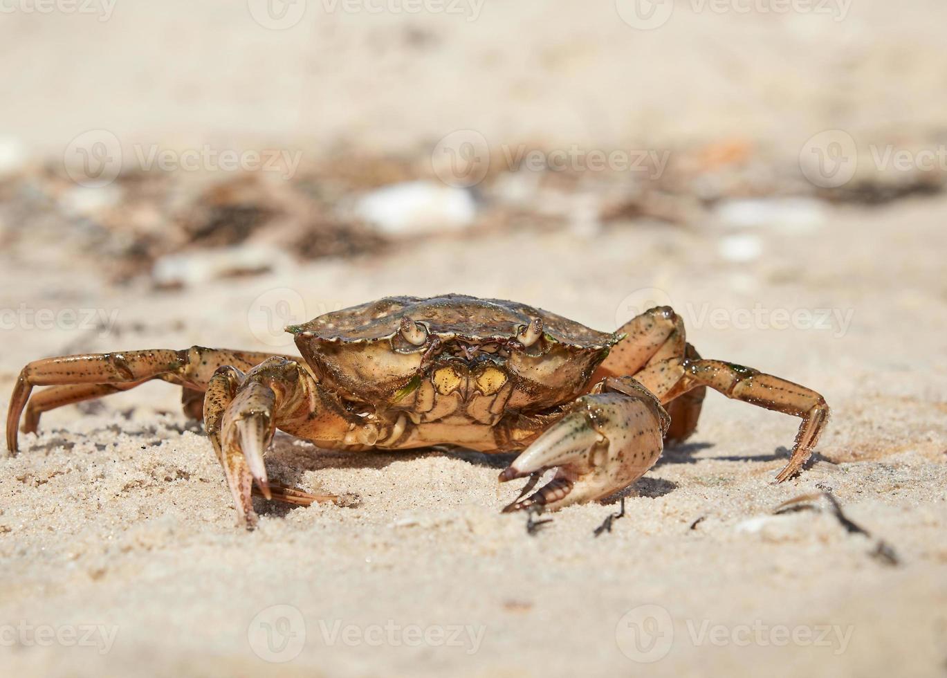 crabe vivant sur le rivage sablonneux de la mer noire, ukraine, région de kherson photo
