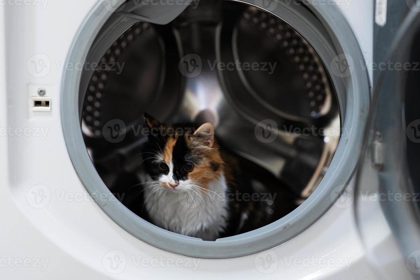 chat minou dans la machine à laver. photo