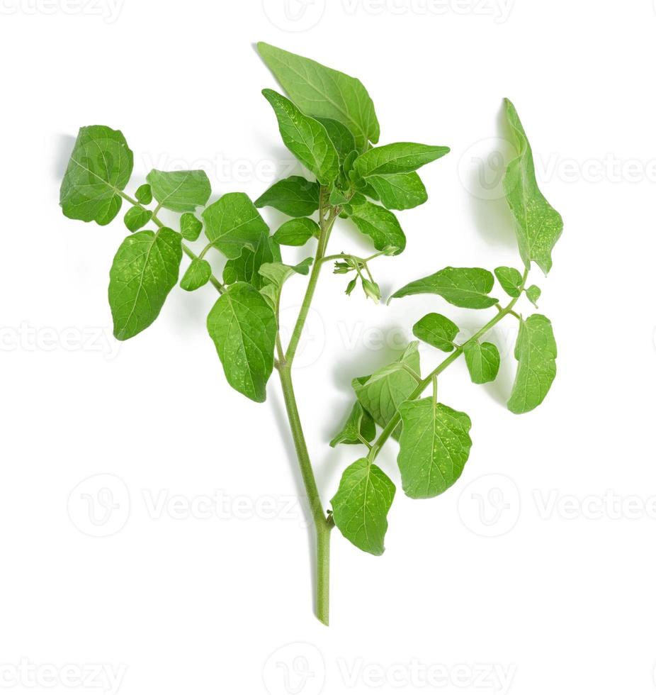 branche de tomate avec des feuilles vertes et des fleurs non soufflées isolées sur fond blanc photo