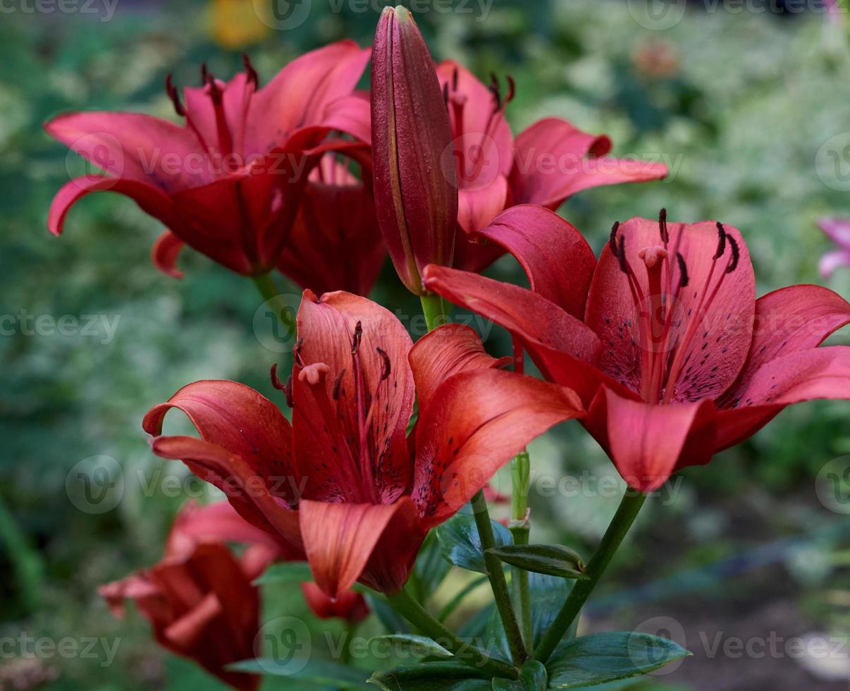 lys rouges en fleurs avec des tiges vertes et des feuilles dans le jardin photo