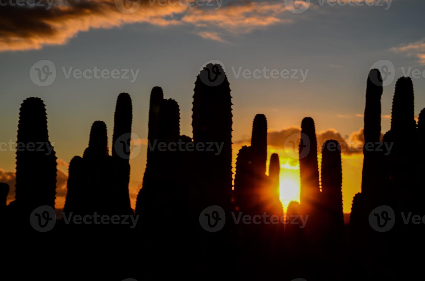 vue sur la plante de cactus photo