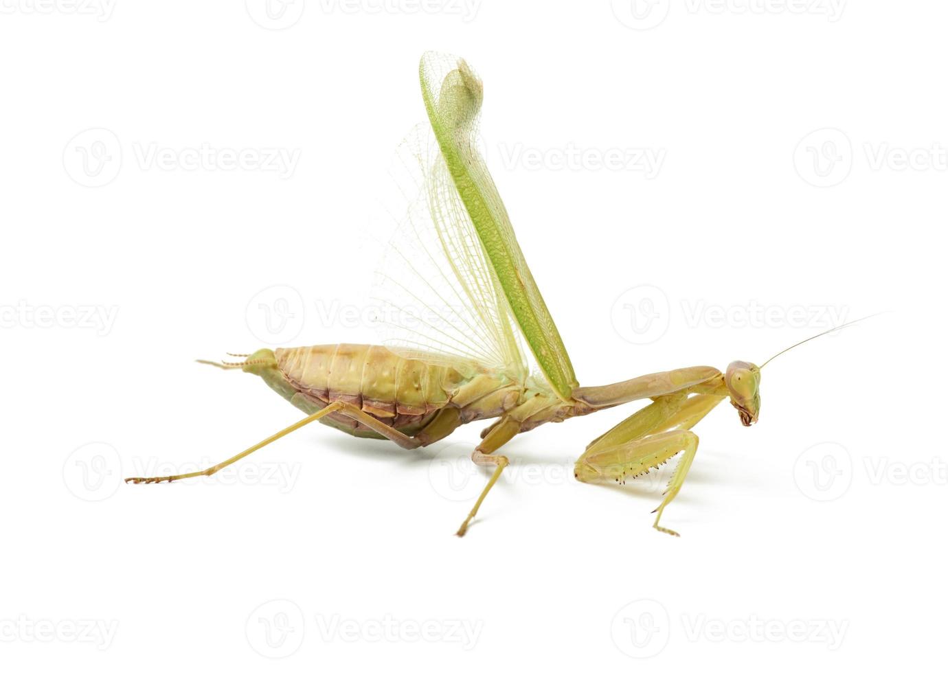 grande mante verte déploie ses ailes, insecte isolé sur fond blanc photo