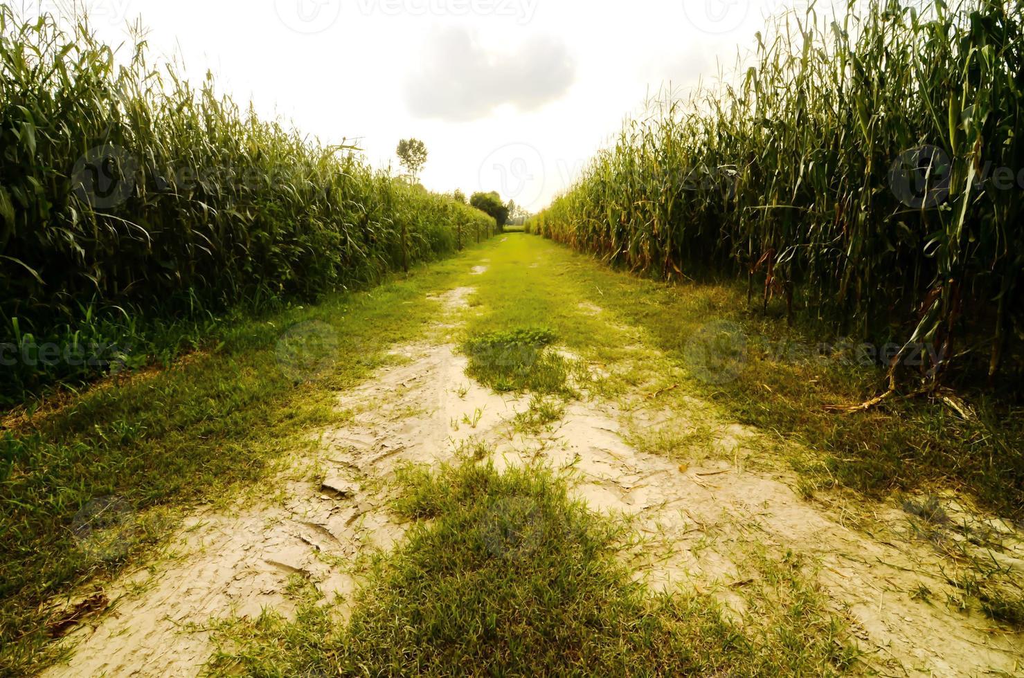 chemin de terre rural photo