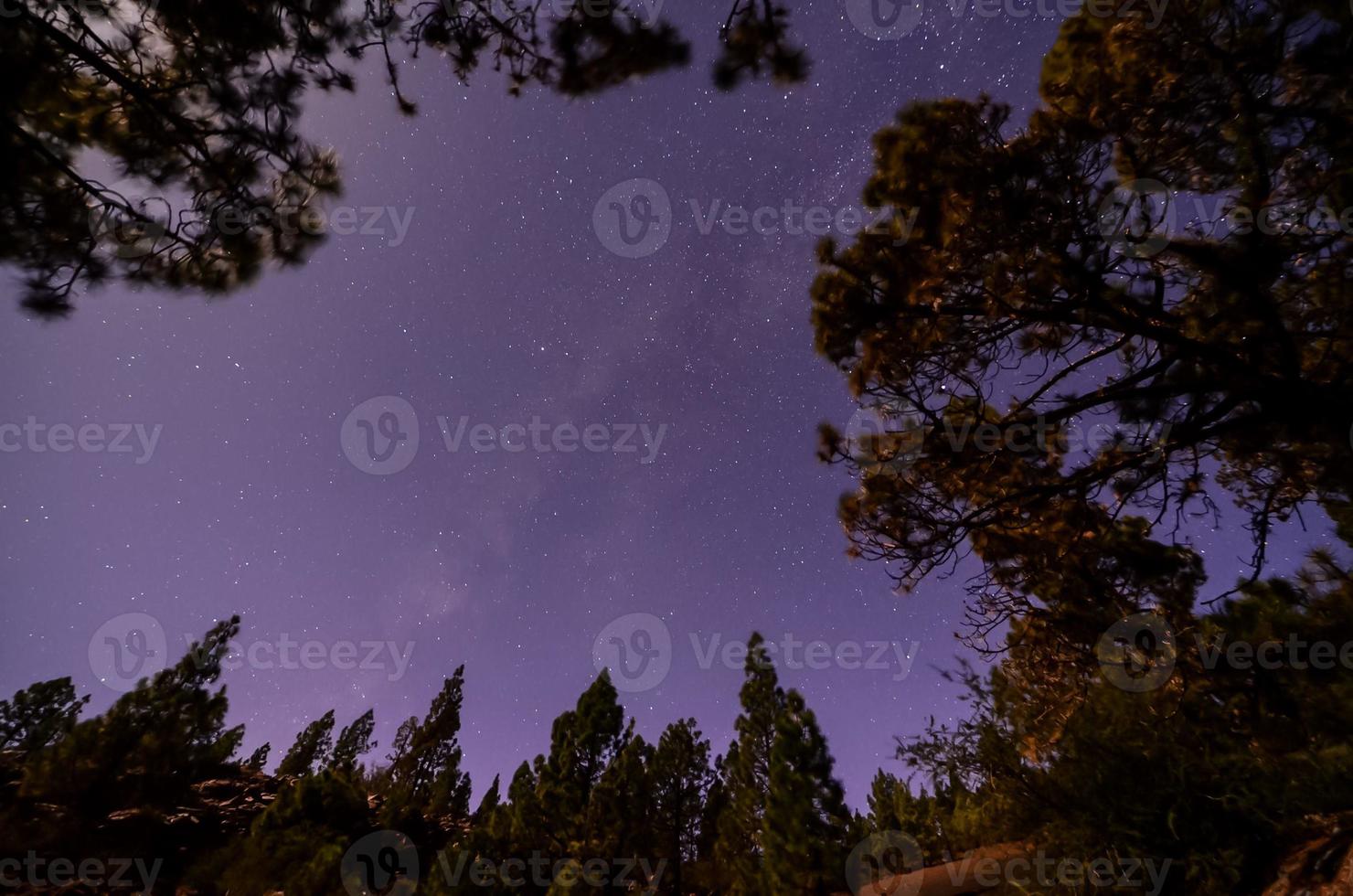 vue panoramique sur la forêt photo