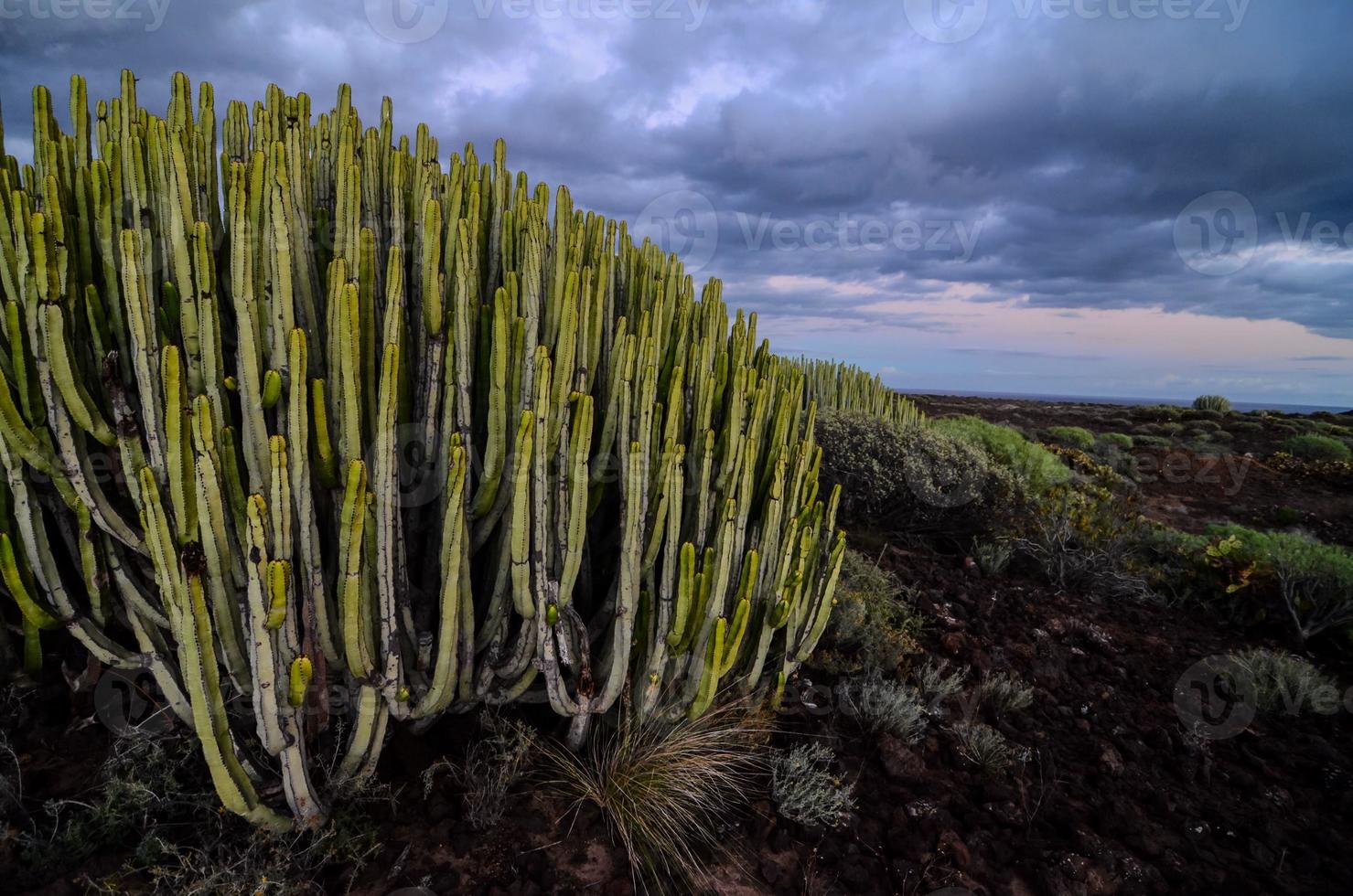 vue sur le désert avec cactus photo